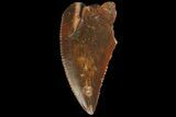 Serrated, Raptor Tooth - Real Dinosaur Tooth #176207-1
